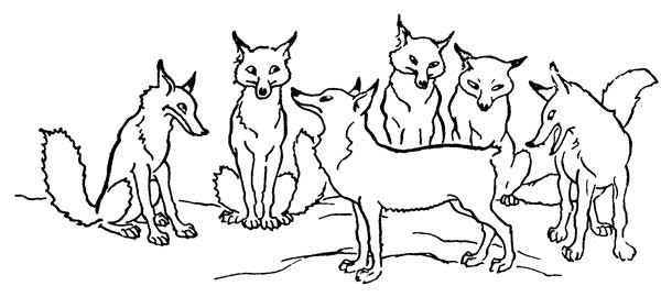 THE FOX WITHOUT A TAIL