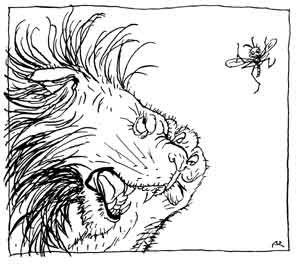 A lion roars while a tiny gnat hovers just above its mane.