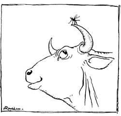 THE GNAT AND THE BULL