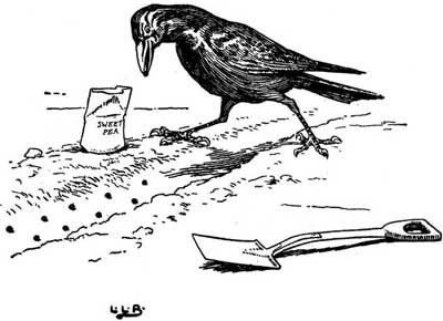 Johnny Crow digs the soil beside a spade and a packet of sweet pea seeds.