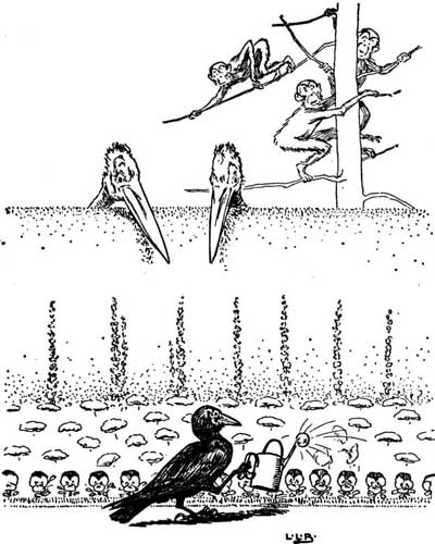 Johnny Crow waters young chicks growing in the garden as monkeys watch from a tree.