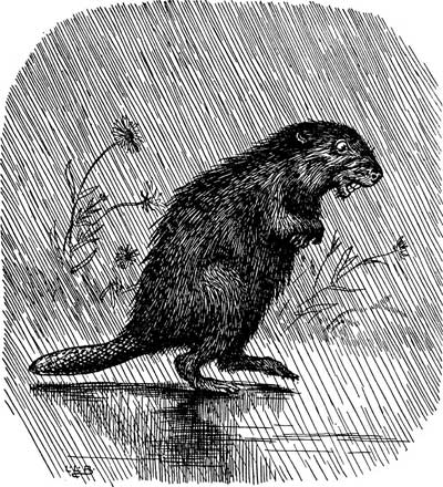 The Beaver stands anxiously in the rain, looking as if he has a fever.