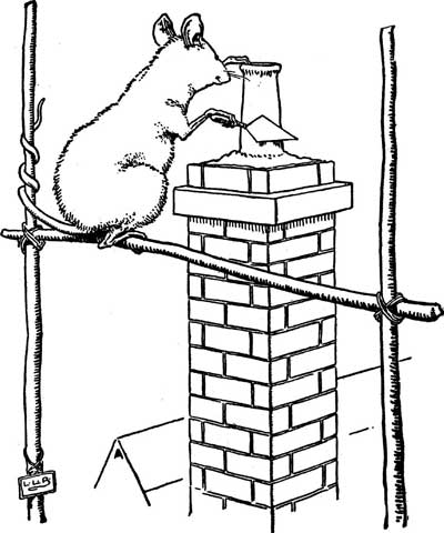 The Mouse balances on a rope strung between two poles beside a brick chimney.