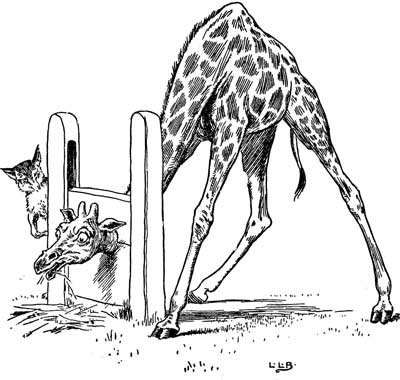 A giraffe bends its long neck down through a fence as a cat watches from behind.