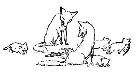 A fox and vixen sit with four cubs, sharing food together on the ground.