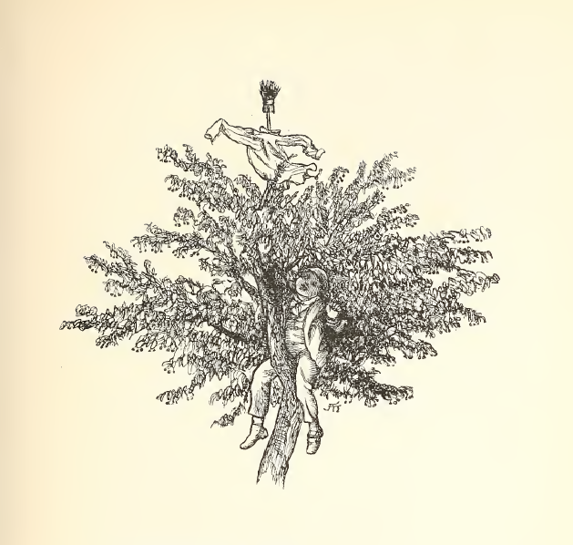 Currants on a bush