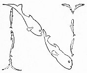 Two fish curve around each other to form a decorative letter N.