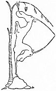 A horned, deer-like pushmi-pullyu forms the curved loop of a decorative letter P.