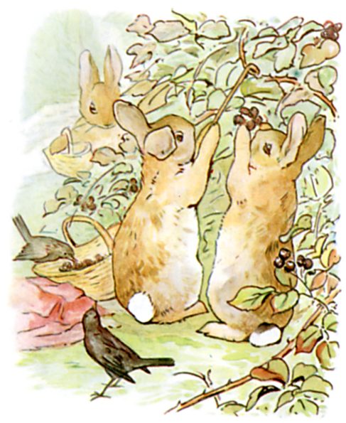 Two young rabbits stretch up to pick blackberries as a blackbird watches from the ground.