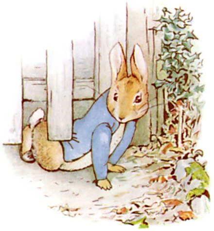 Peter squeezes under a wooden gate beside a tangle of ivy.