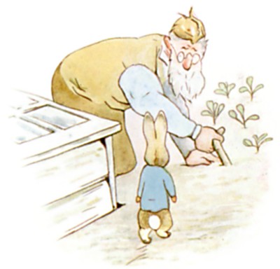 Mr. McGregor kneels planting cabbages while Peter stands close behind him near a cold frame.