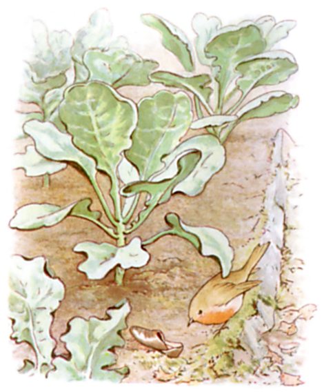 A robin pecks near a broken shell beside a row of leafy cabbage plants.