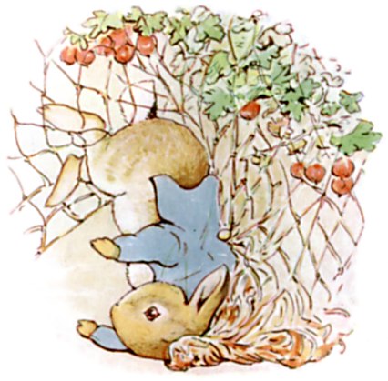 Peter hangs tangled upside down in a gooseberry net, caught by his jacket buttons.