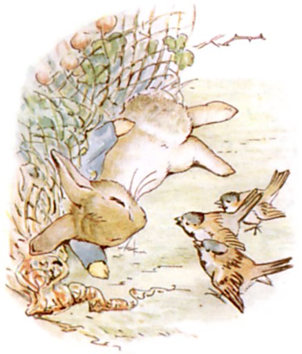 Peter struggles caught in the gooseberry net while two sparrows look on anxiously.
