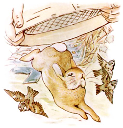 Peter wriggles free as Mr McGregor's hands lower a sieve over him, sparrows fluttering nearby.