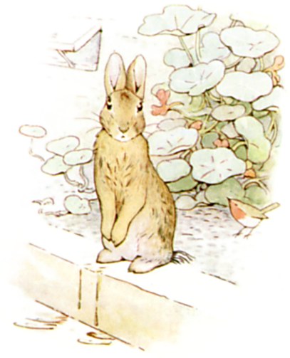 Peter stands upright by a low wall, catching his breath, as a robin watches nearby.