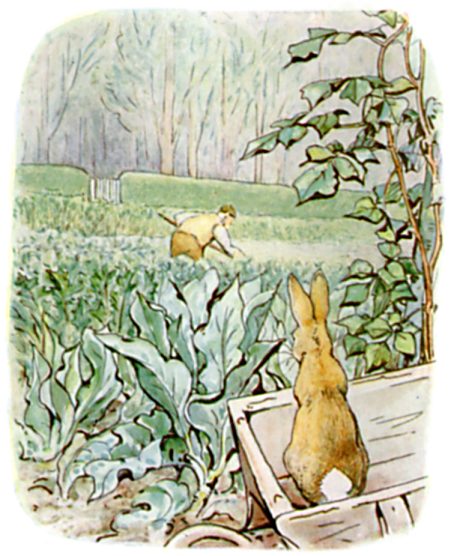 Peter peers from behind a wheelbarrow at Mr McGregor hoeing onions in the distance.